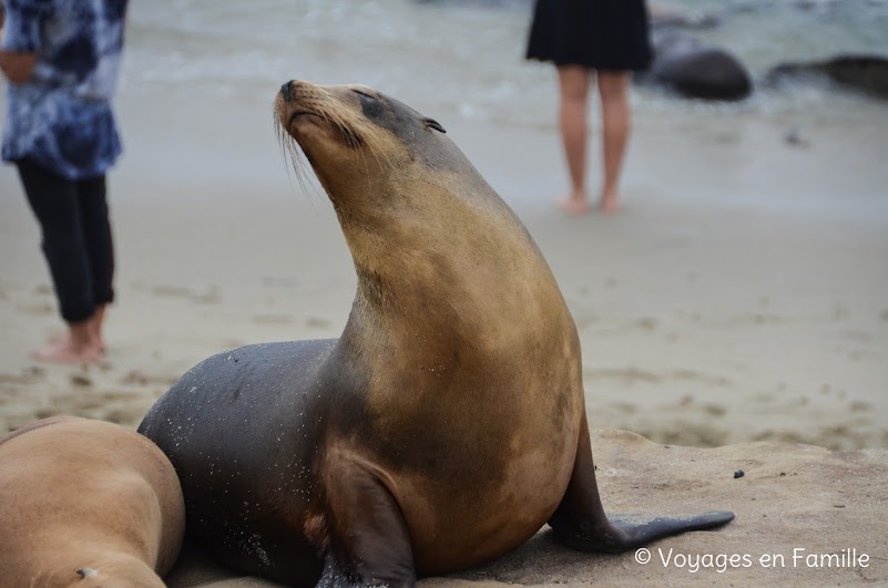 La Jolla, otaries