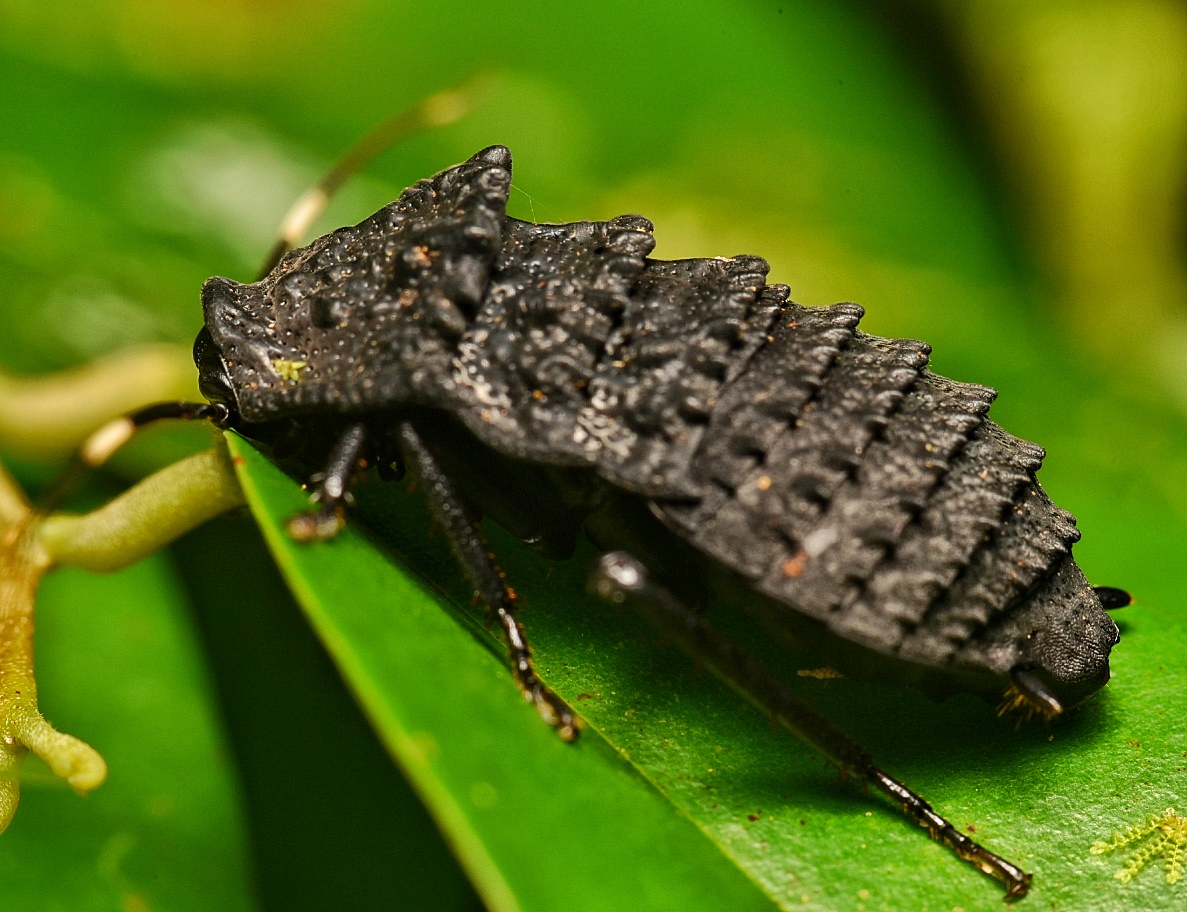 Armoured cockroach