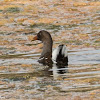 Moorhen