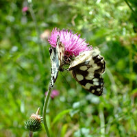 Amore in fiore... di 