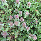 Purple Deadnettle