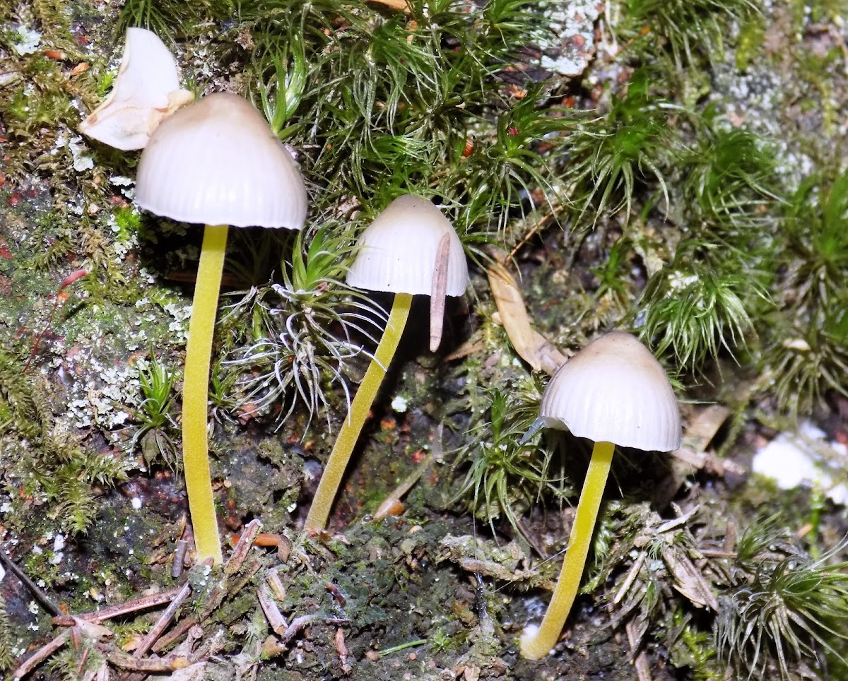 Yellowleg Bonnet