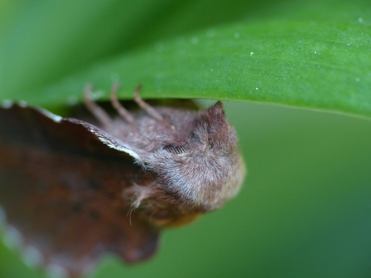 Lappet Moth