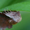 Lappet Moth