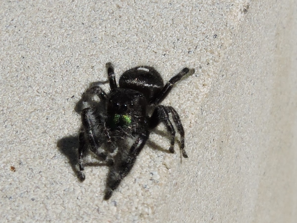 Bold Jumper Spider