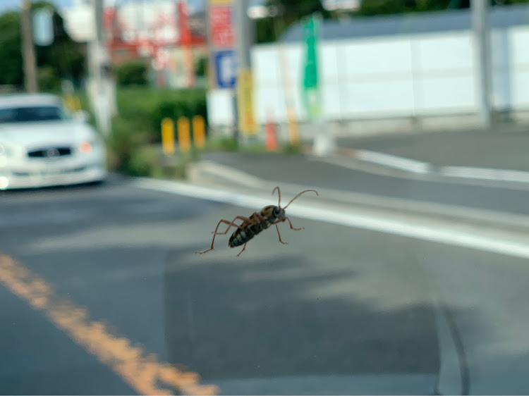 の投稿画像6枚目