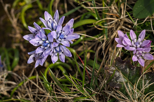 Scilla verna