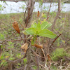 Peruvian Primrose-willow