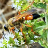 Great Golden Digger Wasp