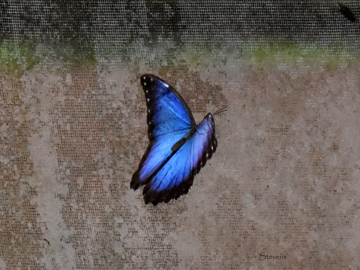 Blue Morpho butterfly