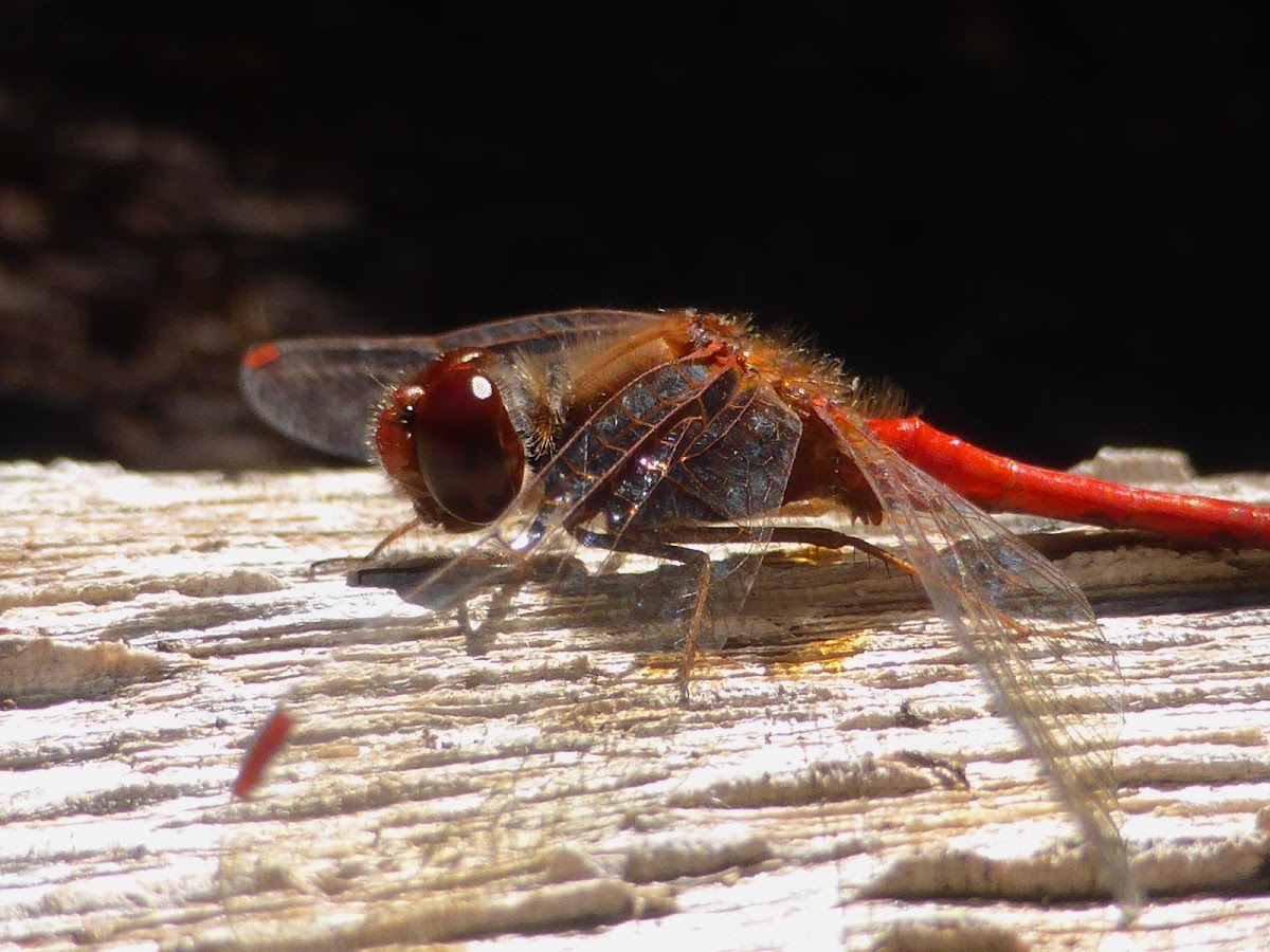 Autumn Meadowhawk