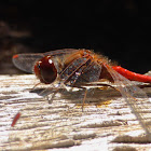 Autumn Meadowhawk