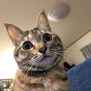 ポロ