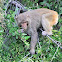 Macaques  -  Rhesus Macaque