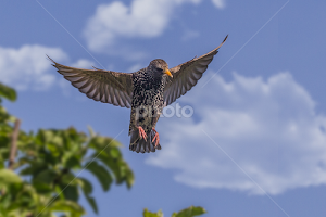 Sturnus vulgaris in flight by Wim Moons -   ( sturnus vulgaris, spreeuw, bird, common starling, wildlife )