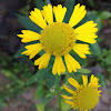 Sneezeweed