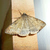 Small Mocis Moth