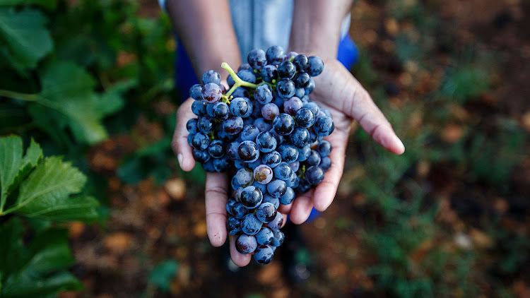 Jakklasvlei Africa grapes.