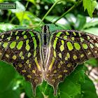 Tailed jay, Green-spotted triangle,