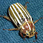 Ten-lined June Beetle