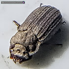 Dusty Surface Beetle