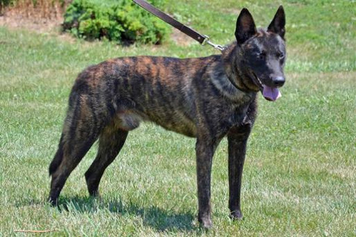 Dutch Shepherd Dog Wallpaper