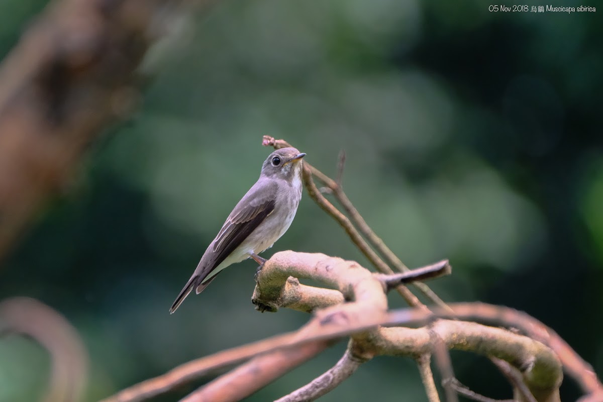 Muscicapa sibirica 烏鶲