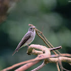 Muscicapa sibirica 烏鶲