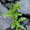 Common Groundsel