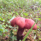 Mushroom