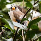 Yellow-billed Grosbeak