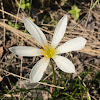 White rain lily