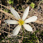 White rain lily