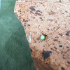 Green pea spider