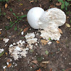 Giant Puffball