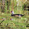 Wood Duck