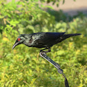 Asian Glossy Starling