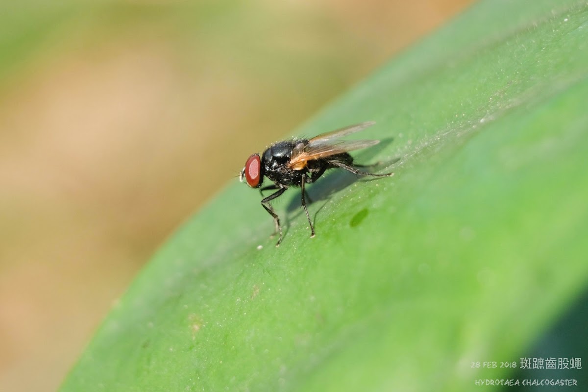 Hydrotaea chalcogaster 斑蹠齒股蠅