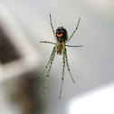 Orchard Orbweaver