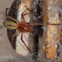 Clubionid Spider