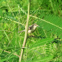 Rufous-fronted Prinia