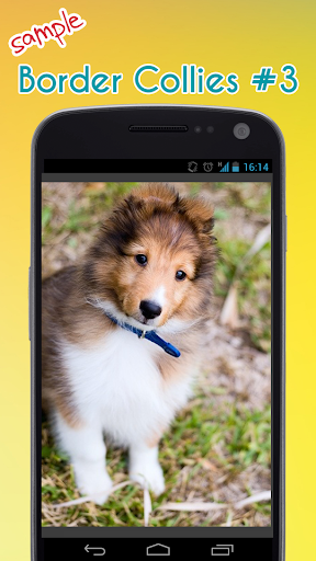 Border Collie Wallpaper