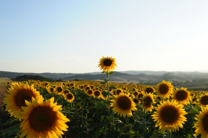 Girasoli toscani di nikysantini