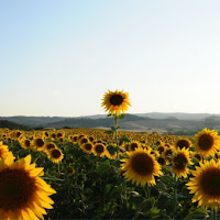 Girasoli toscani di 