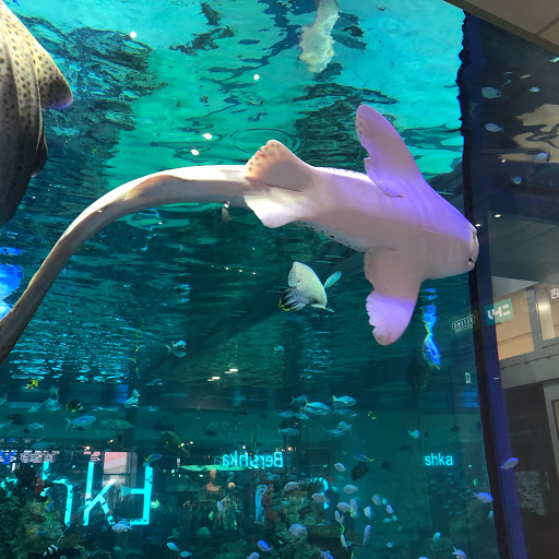 杏🐬