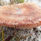 unknown toadstool