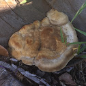 Hemlock Varnish Shelf Mushroom