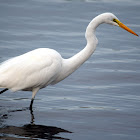 Great Egret