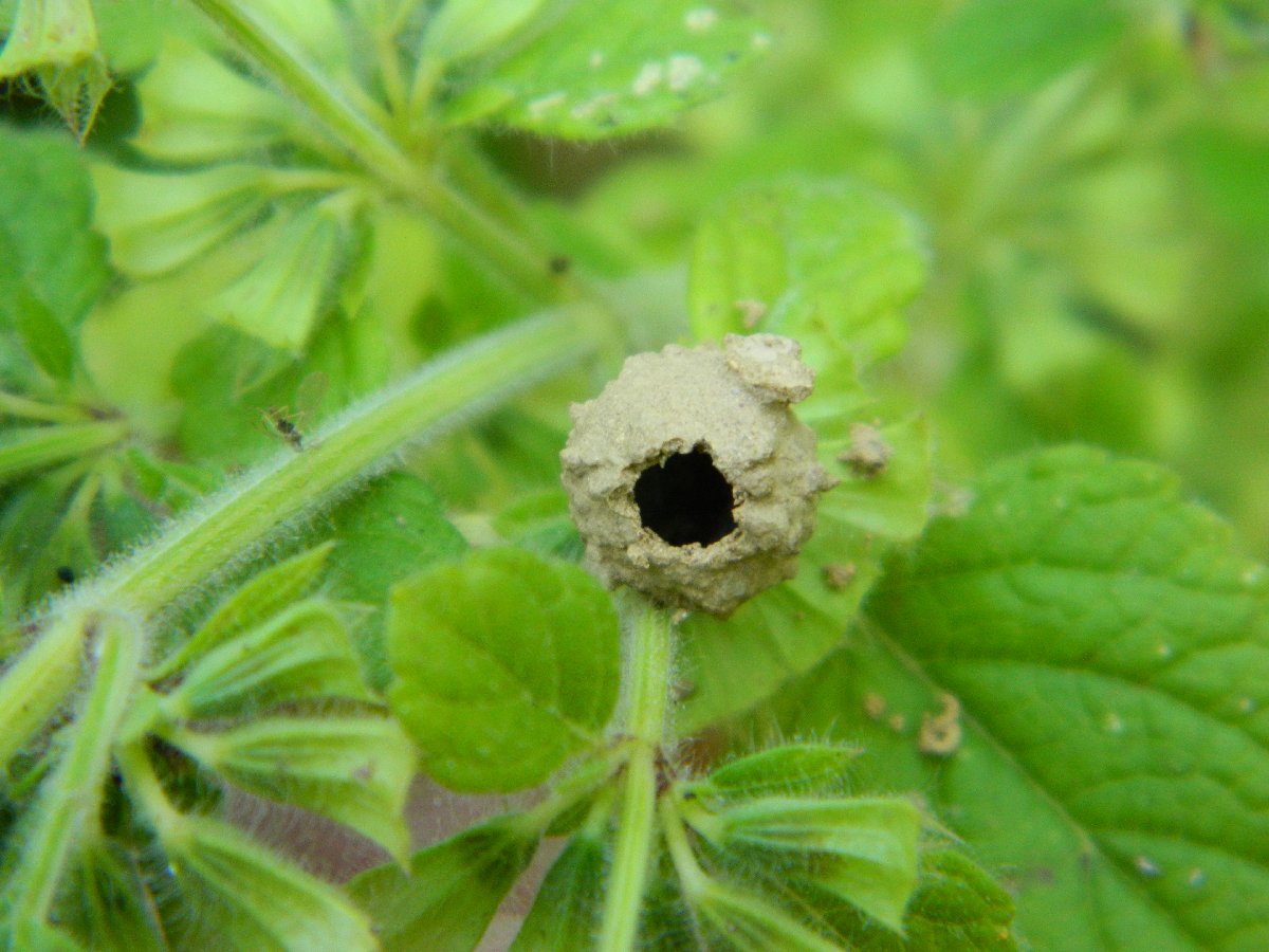 Eumenes potter wasp cell