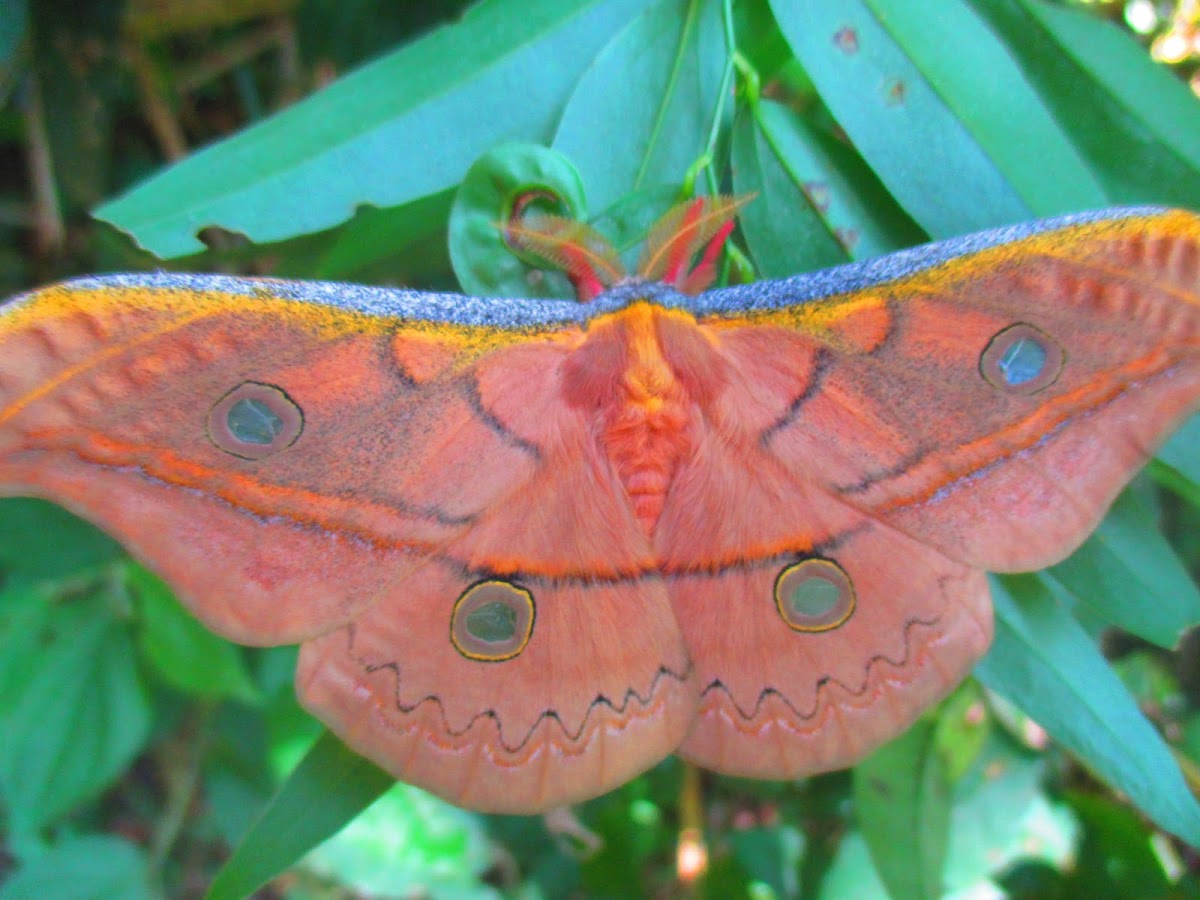 Copaxa Moth